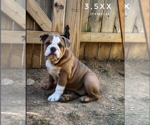 Bulldog Puppy for sale in NEW YORK, NY, USA