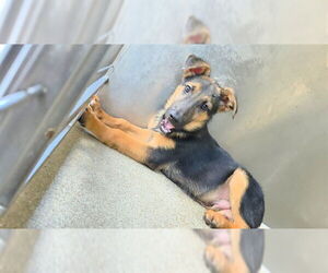 German Shepherd Dog Dogs for adoption in Downey, CA, USA