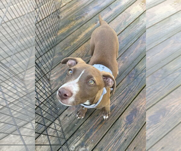 Medium Photo #3 Mutt Puppy For Sale in Columbus, IN, USA