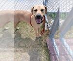 Small Photo #2 Black Mouth Cur Puppy For Sale in Corpus Christi, TX, USA