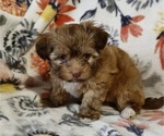 Small Photo #2 Havanese Puppy For Sale in ALBION, PA, USA