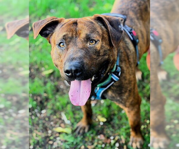 Medium Photo #3 Mutt Puppy For Sale in Sacramento, CA, USA