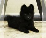 Puppy 7 Pomsky