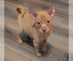 Chihuahua-Unknown Mix Dogs for adoption in The Woodlands, TX, USA