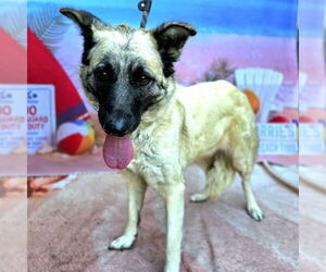 Anatolian Shepherd-Unknown Mix Dogs for adoption in Long Beach, CA, USA