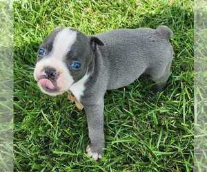 Boston Terrier Puppy for sale in CARLISLE, KY, USA