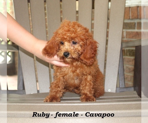 Medium Photo #5 Cavapoo Puppy For Sale in CLARKRANGE, TN, USA