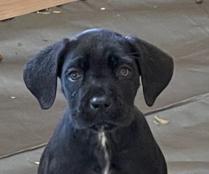 Cane Corso Puppy for sale in VOLUNTOWN, CT, USA