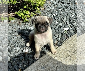 Pug Puppy for sale in FRANKLIN, IN, USA