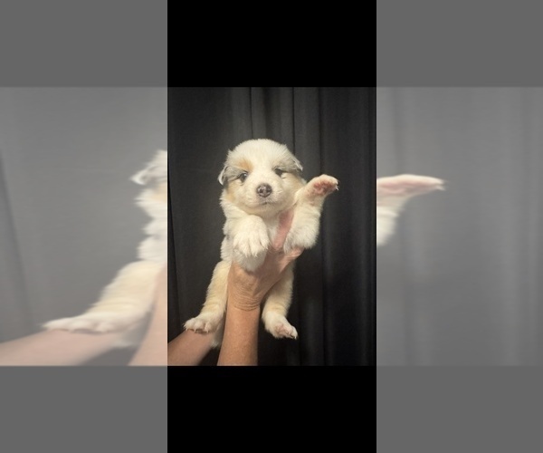 Medium Photo #2 Australian Shepherd Puppy For Sale in ORLANDO, FL, USA