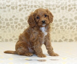 Cavapoo Puppy for sale in DENVER, PA, USA