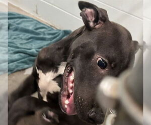 Medium Labrador Retriever Mix