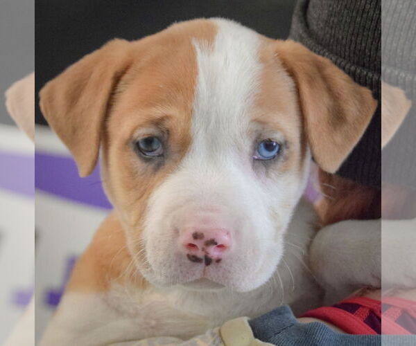 Medium Photo #6 American Staffordshire Terrier-Boxer Mix Puppy For Sale in Huntley, IL, USA