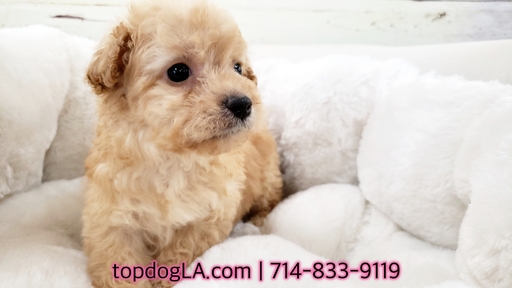 Medium Photo #1 Maltese-Poodle (Standard) Mix Puppy For Sale in LA MIRADA, CA, USA
