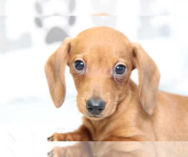 Medium Photo #3 Dachshund Puppy For Sale in MARIETTA, GA, USA