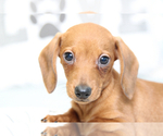 Small Photo #3 Dachshund Puppy For Sale in MARIETTA, GA, USA