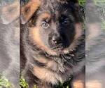 Small Photo #9 German Shepherd Dog Puppy For Sale in COLUMBIA, SC, USA
