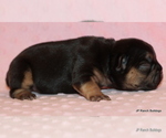 Small Photo #4 French Bulldog Puppy For Sale in WINNSBORO, TX, USA