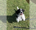 Small Photo #2 Poodle (Toy)-Saint Bernard Mix Puppy For Sale in JACKSONVILLE, FL, USA