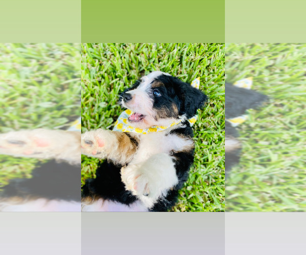 Medium Photo #22 Bernedoodle Puppy For Sale in FLEMING ISLAND, FL, USA