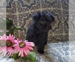 Small Photo #5 YorkiePoo Puppy For Sale in KINZERS, PA, USA