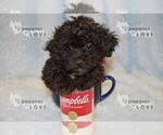 Small Photo #13 Poochon-Poodle (Toy) Mix Puppy For Sale in SANGER, TX, USA
