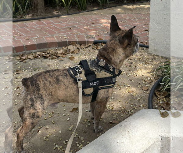 Medium Photo #7 Faux Frenchbo Bulldog Puppy For Sale in Huntington Beach, CA, USA