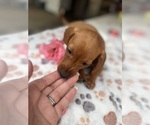 Small Photo #20 Dachshund Puppy For Sale in PERRIS, CA, USA