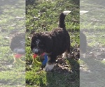 Small Photo #14 Bernedoodle Puppy For Sale in GREENWOOD, IN, USA