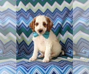 Goldendoodle (Miniature) Puppy for sale in GLEN ROCK, PA, USA