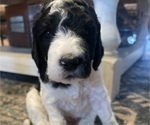 Small Photo #14 Poodle (Standard) Puppy For Sale in ARKADELPHIA, AR, USA