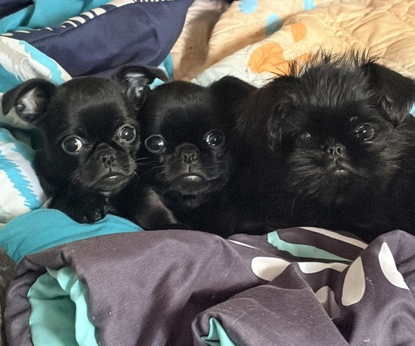 Medium Photo #3 Brussels Griffon Puppy For Sale in SPRING BRANCH, TX, USA