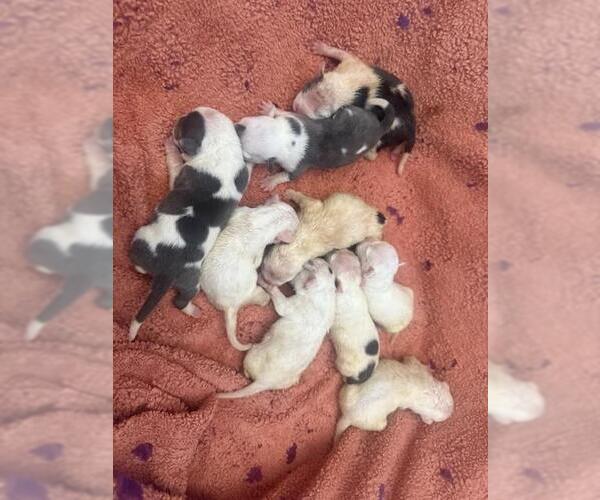 Medium Photo #1 American Bulldog-Unknown Mix Puppy For Sale in San Bernardino, CA, USA
