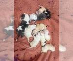 Small American Bulldog Mix