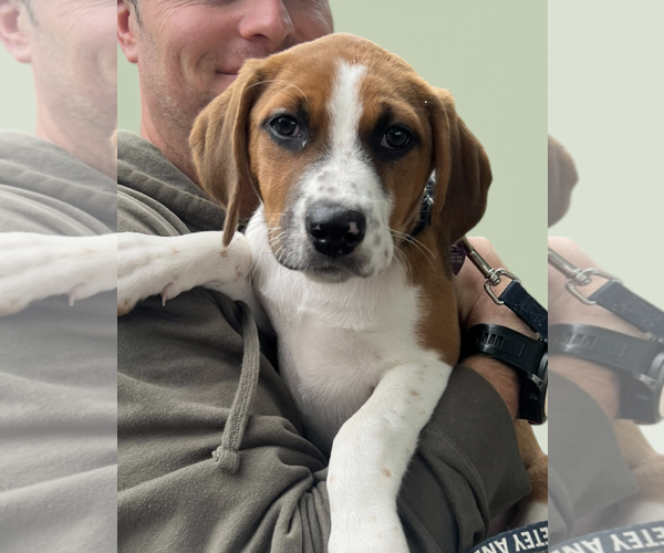 Medium Photo #1 Labbe Puppy For Sale in Rockville, MD, USA