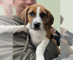 SAVANNAH'S LITTER: KALEKI - Female Labbe Dog for Adoption - Small photo
