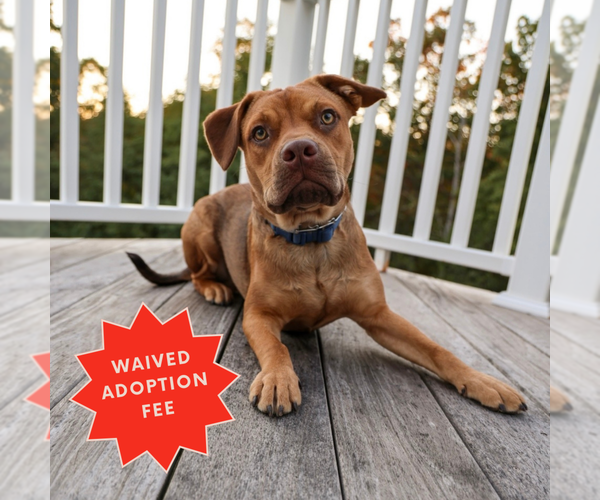 Medium Photo #14 American Pit Bull Terrier-Jack Russell Terrier Mix Puppy For Sale in Brooklyn, NY, USA