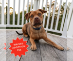 Small #13 American Pit Bull Terrier-Jack Russell Terrier Mix