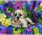 Small Photo #8 Olde English Bulldogge Puppy For Sale in OXFORD, PA, USA