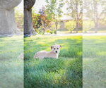 Small #3 Chihuahua Mix