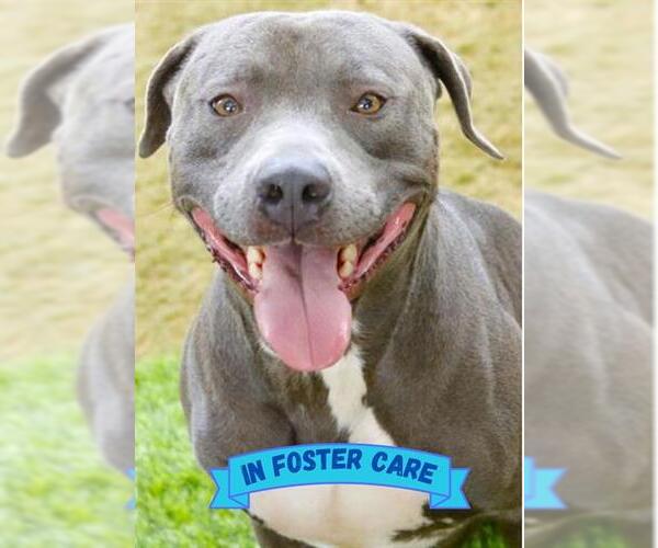 Medium Photo #3 American Bulldog-Unknown Mix Puppy For Sale in Tallahassee, FL, USA