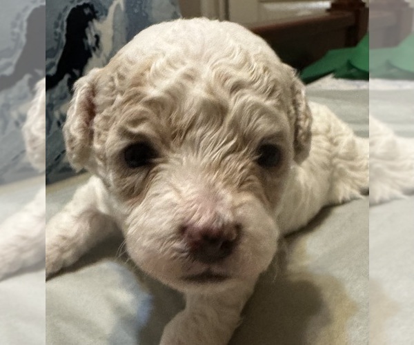 Medium Photo #5 Bichpoo mix (+ Bichon Frise) Puppy For Sale in SAN ANTONIO, TX, USA