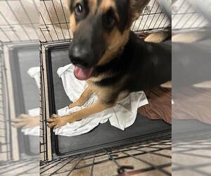 German Shepherd Dog-Unknown Mix Dogs for adoption in Waco, TX, USA