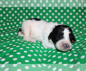 Goldendoodle (Miniature) Puppy for sale in BLMGTN, IN, USA