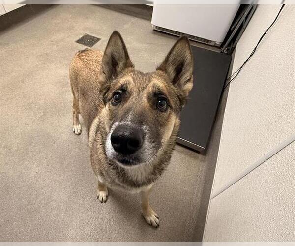 Medium Photo #2 German Shepherd Dog-Unknown Mix Puppy For Sale in HESPERIA, CA, USA