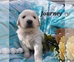 Puppy Journey Golden Retriever