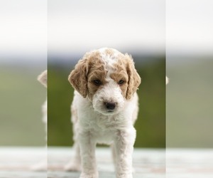 Goldendoodle Puppy for Sale in FOREST GROVE, Oregon USA