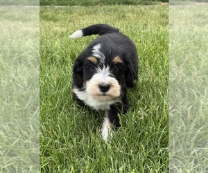 Bernedoodle Puppy for sale in LONGMONT, CO, USA