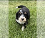 Small Bernedoodle