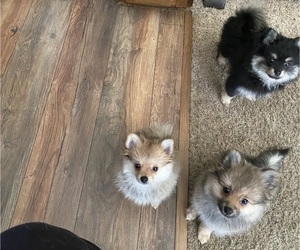 Pomeranian Puppy for sale in GREENFIELD, IN, USA